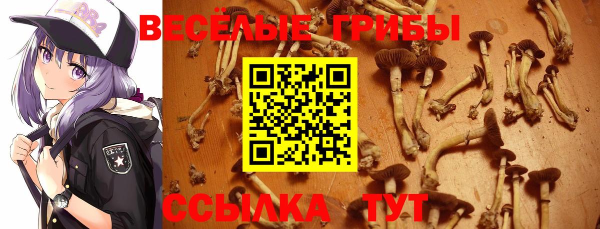 Камень-на-Оби  Галлюциногенные грибы GOLDEN TEACHER  Вход с VPN  как найти наркотики  Псилоцибиновые грибы MAGIC MUSHROOMS 
